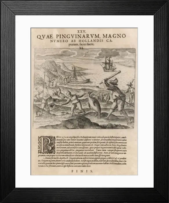 Framed Print : Hunting Penguins 1550 Framed Print : Hunting Penguins 1550