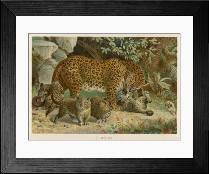 Framed Print : Leopard and its Young Framed Print : Leopard and its Young