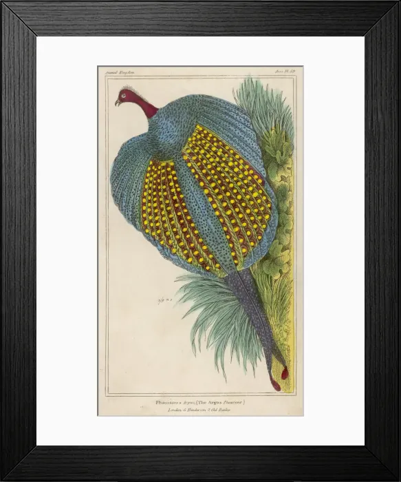 Framed Print : Argus Pheasants Framed Print : Argus Pheasants