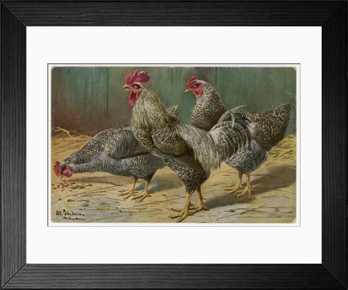Framed Print : Cock and Hens Framed Print : Cock and Hens