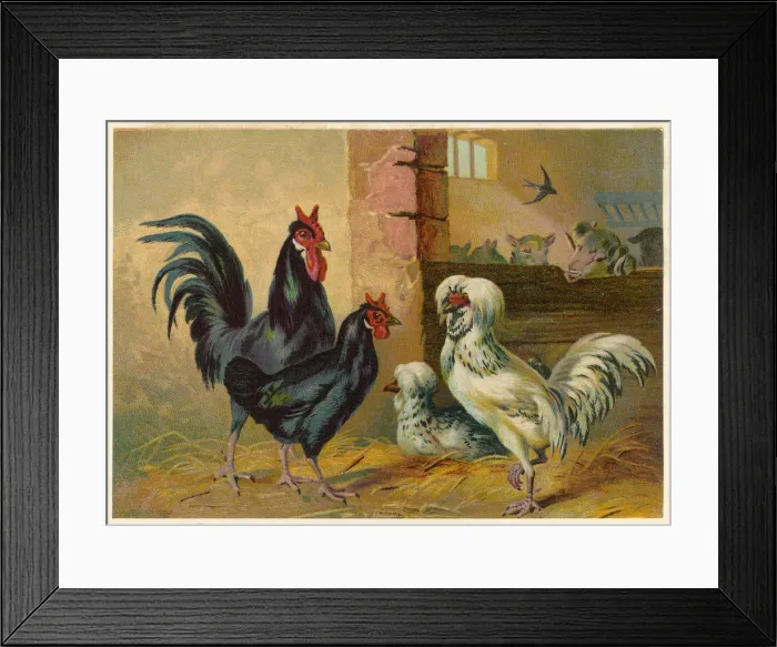 Framed Print : Poultry in a Yard Framed Print : Poultry in a Yard