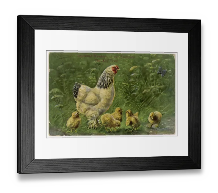 Framed Print : Light Sussex Hen Framed Print : Light Sussex Hen