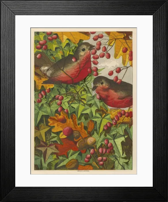 Framed Print : Robins in 1869 Framed Print : Robins in 1869