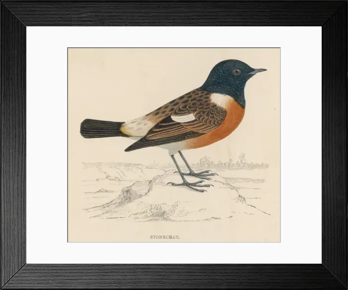 Framed Print : Stonechat (Morris)