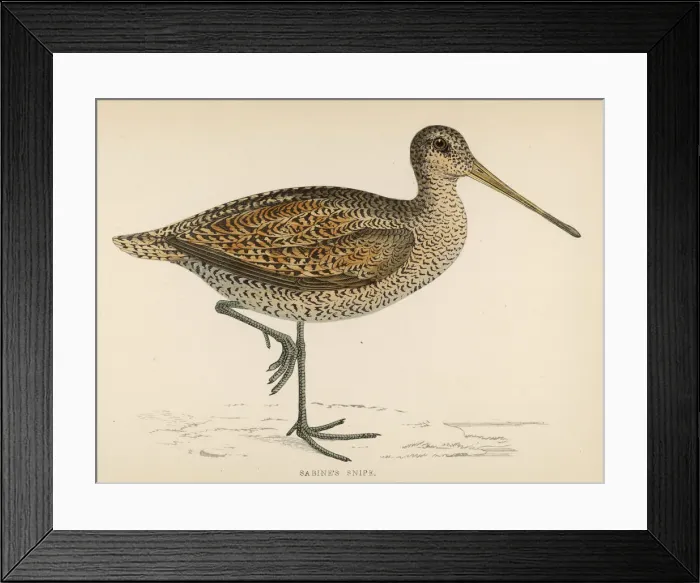Framed Print : Sabines Snipe (Morris) Framed Print : Sabines Snipe (Morris)