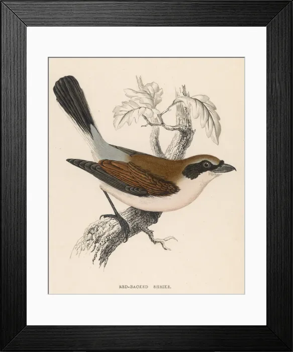 Framed Print : Red-Backed Shrike Framed Print : Red-Backed Shrike