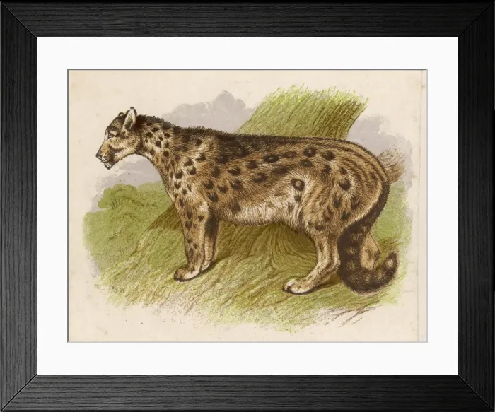 Framed Print : Snow Leopard (Or Ounce) Framed Print : Snow Leopard (Or Ounce)