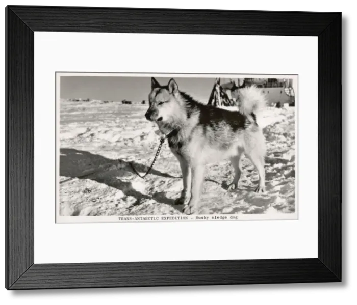 Framed Print : A Husky Sledge Dog Framed Print : A Husky Sledge Dog