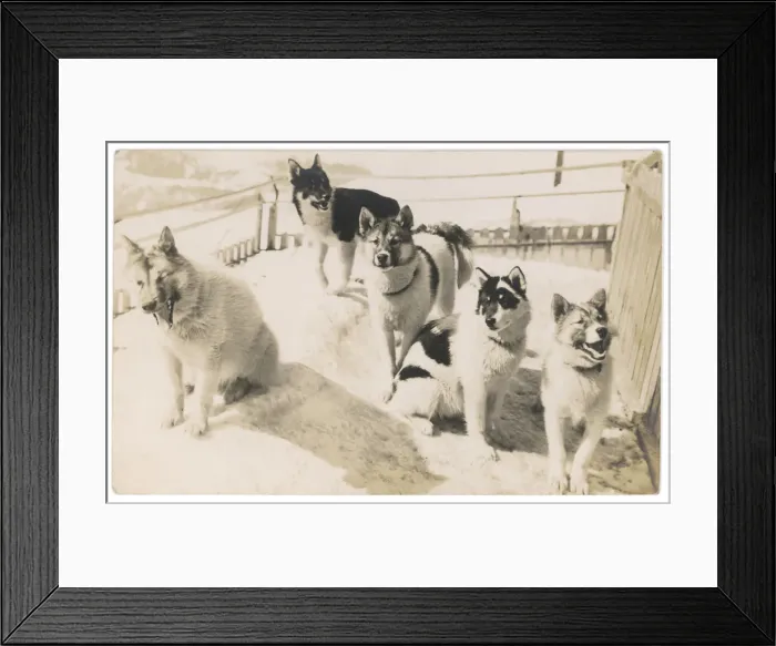 Framed Print : 5 Sledge Dogs Framed Print : 5 Sledge Dogs