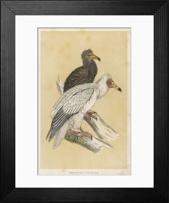 Framed Print : Egyptian Vulture Framed Print : Egyptian Vulture