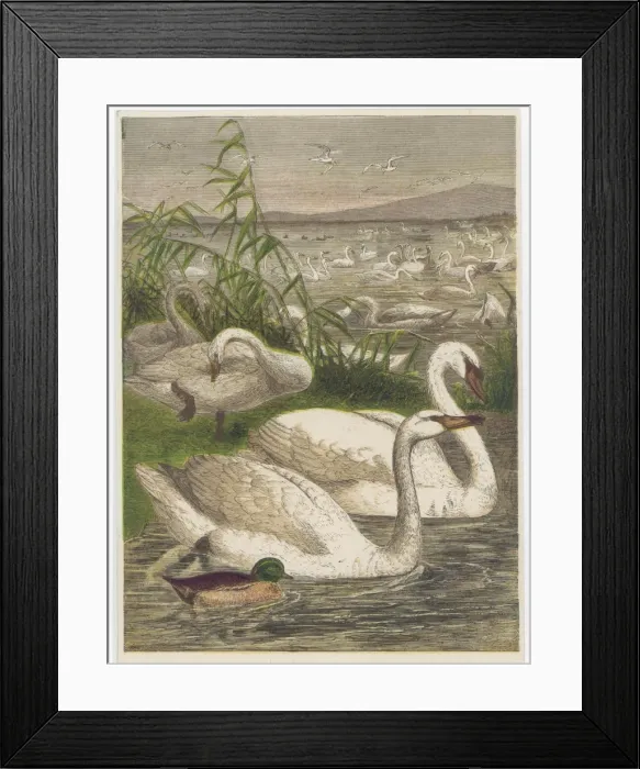 Framed Print : Swans and Cygnets Galore Framed Print : Swans and Cygnets Galore