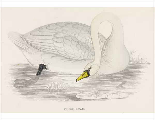 Polish Swan (Morris)