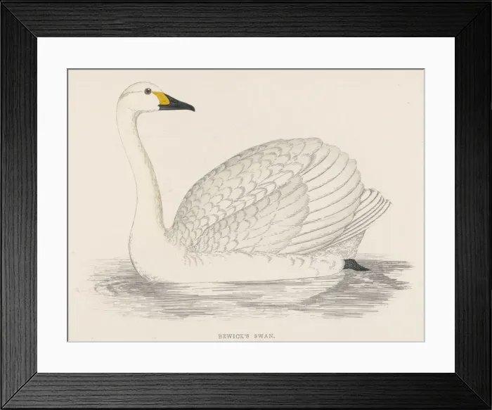 Framed Print : Bewicks Swan Framed Print : Bewicks Swan