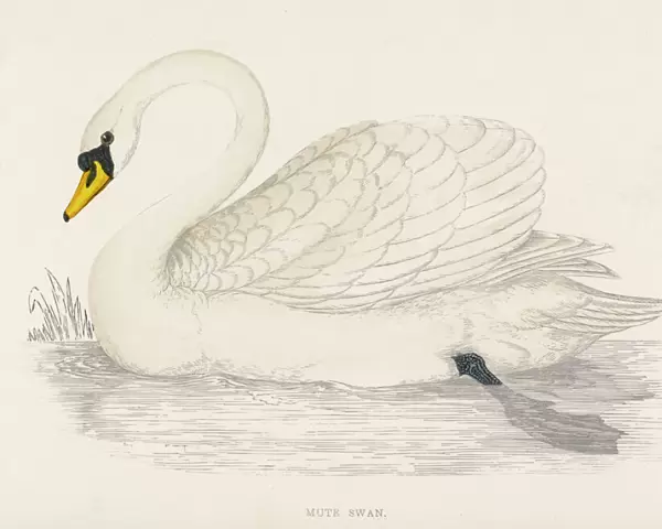 Mute Swan (Morris)