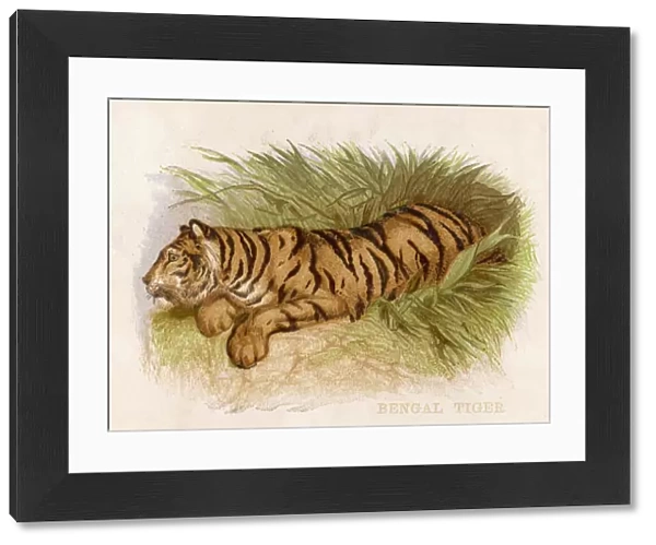 Bengal Tiger 1880S