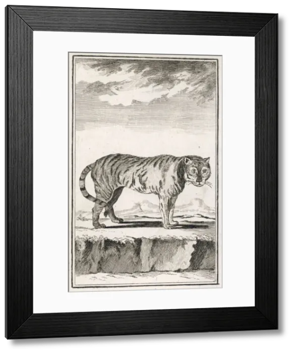 Framed Print : A Solitary Tiger Framed Print : A Solitary Tiger