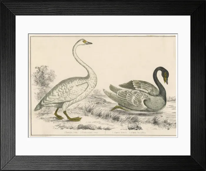 Framed Print : Bewicks, Blackneckedswan Framed Print : Bewicks, Blackneckedswan