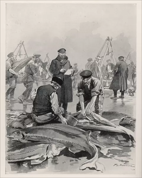 Sturgeon Fishing  /  Russia