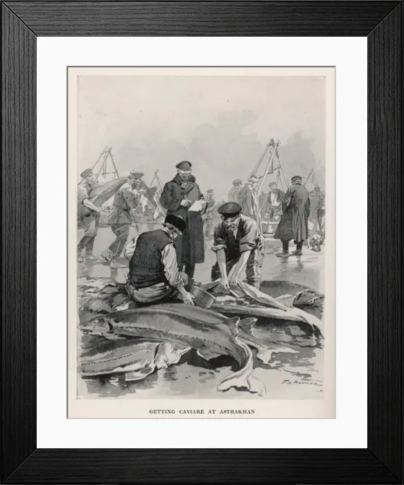 Framed Print : Sturgeon Fishing / Russia Framed Print : Sturgeon Fishing / Russia