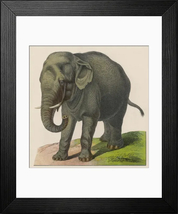 Framed Print : Indian Elephant Framed Print : Indian Elephant