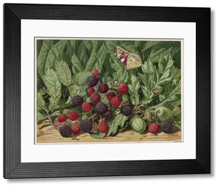 Framed Print : A Bunch of Blackberries Framed Print : A Bunch of Blackberries