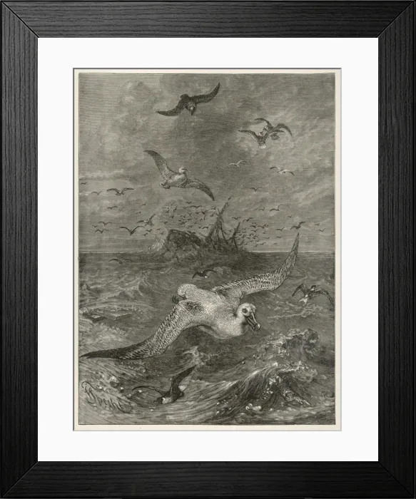 Framed Print : Albatross in Storm Framed Print : Albatross in Storm