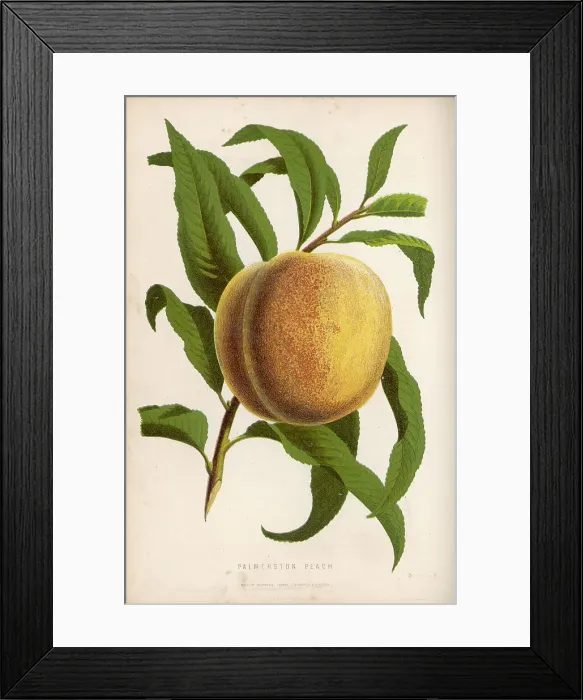 Framed Print : Palmerston Peach Framed Print : Palmerston Peach