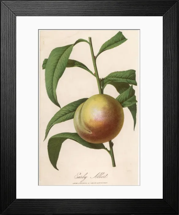 Framed Print : Peach: Early Albert Framed Print : Peach: Early Albert