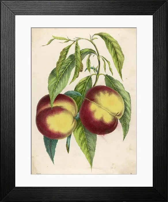 Framed Print : Two Peaches Framed Print : Two Peaches