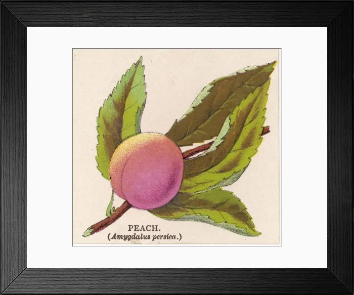 Framed Print : A PEACH. AMYGDALUS PERSICA Framed Print : A PEACH. AMYGDALUS PERSICA