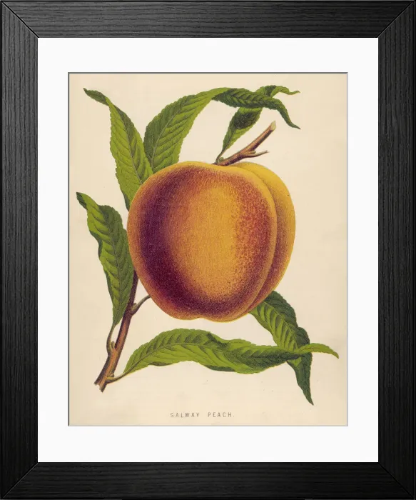 Framed Print : Peach: Salway Framed Print : Peach: Salway