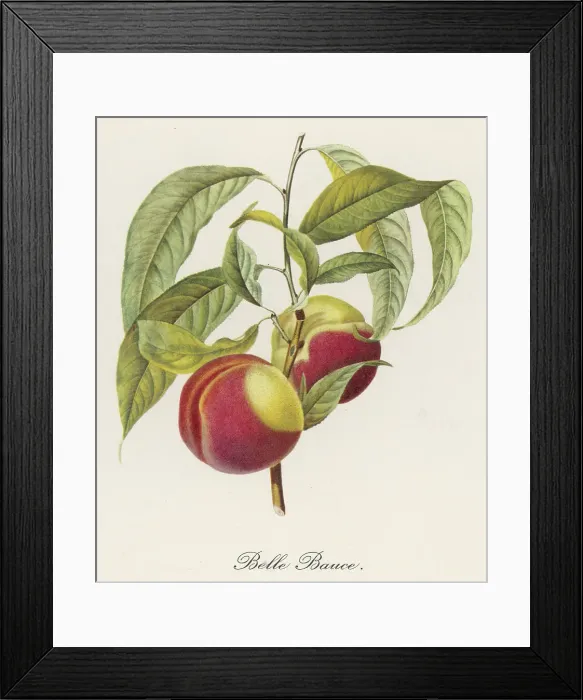 Framed Print : Peach: Belle Bauce Framed Print : Peach: Belle Bauce