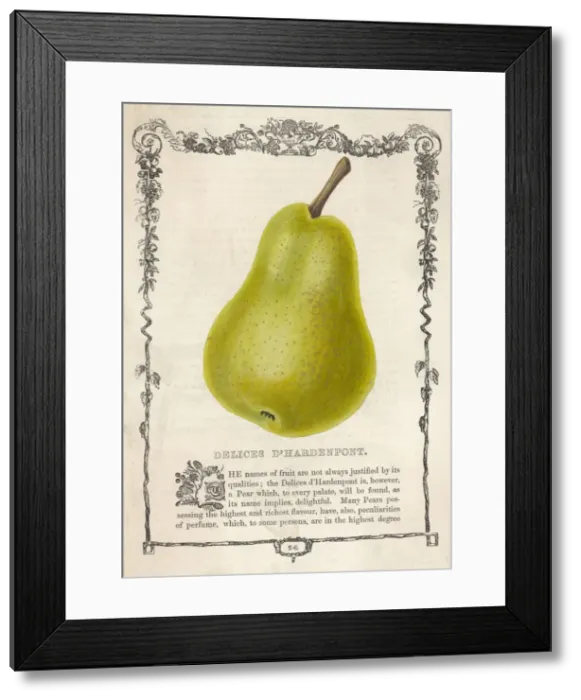 Framed Print : Pear / Delices D hardenpon Framed Print : Pear / Delices D hardenpon