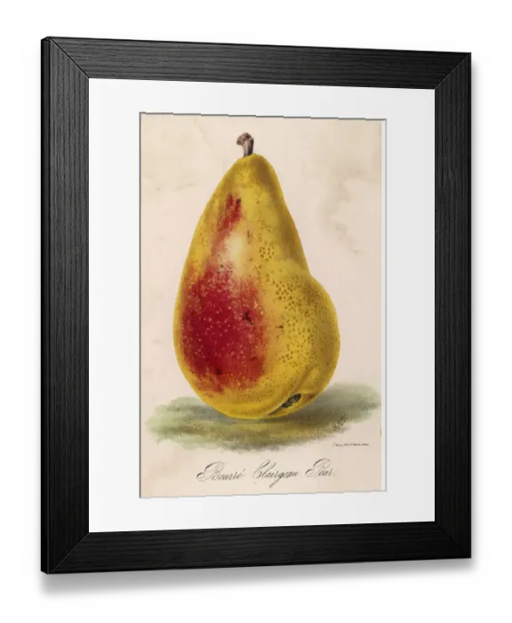 Framed Print : Pear / Beurre Clairgeau Framed Print : Pear / Beurre Clairgeau