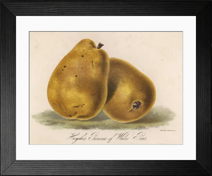 Framed Print : Pear / Princess of Wales Framed Print : Pear / Princess of Wales