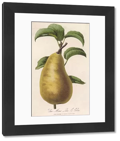Pear  /  Van Mons Leon