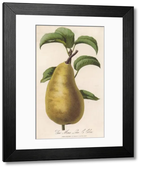 Framed Print : Pear / Van Mons Leon Framed Print : Pear / Van Mons Leon
