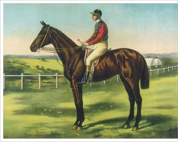 Persimmon (Racehorse)