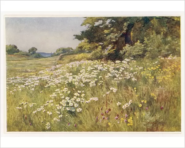 Meadow with Daisies