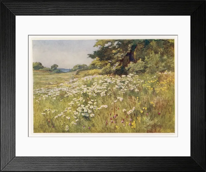 Framed Print : Meadow with Daisies Framed Print : Meadow with Daisies