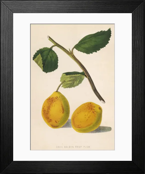 Framed Print : Coes Golden Drop Plum Framed Print : Coes Golden Drop Plum