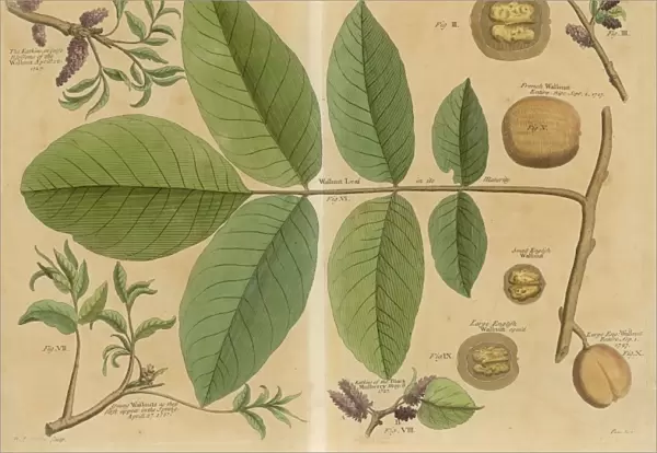 Walnut  /  Leaves  /  Branch &c