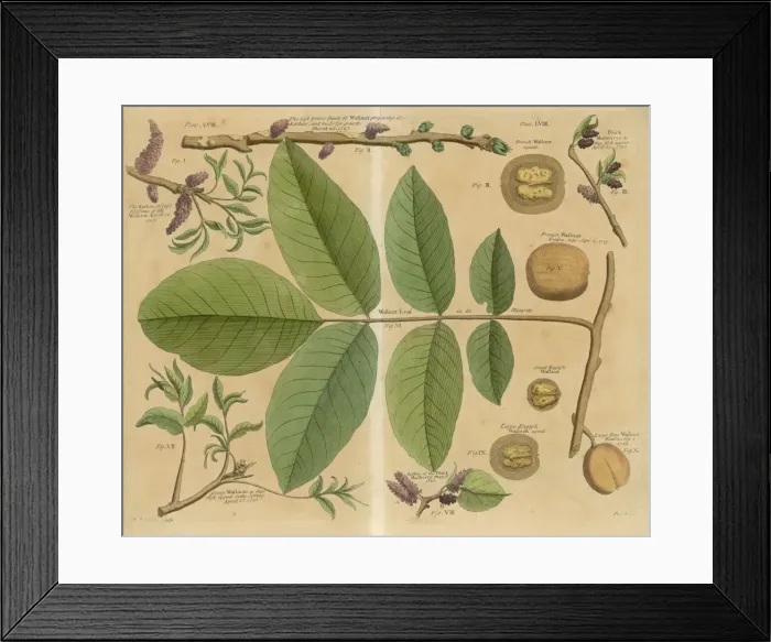 Framed Print : Walnut / Leaves / Branch &c Framed Print : Walnut / Leaves / Branch &c