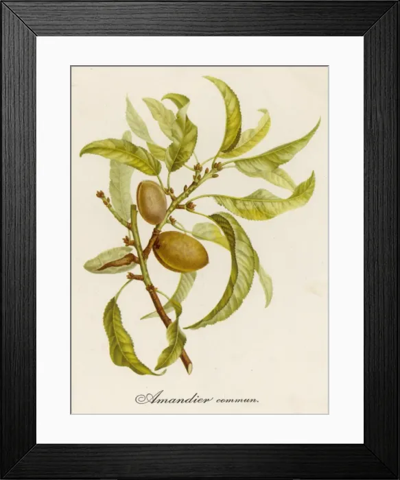 Framed Print : Almond / Turpin Painting Framed Print : Almond / Turpin Painting