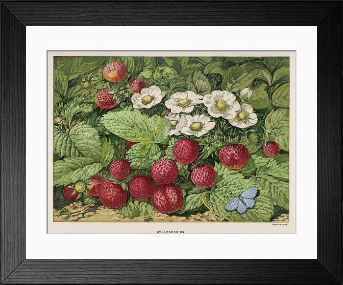 Framed Print : Strawberries & Flowers Framed Print : Strawberries & Flowers