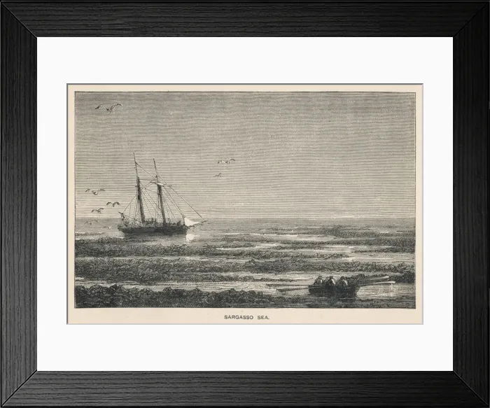 Framed Print : Sargasso Sea (Anon) Framed Print : Sargasso Sea (Anon)