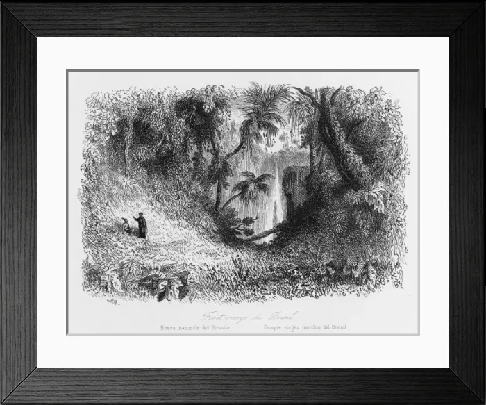 Framed Print : Amazon Rain Forest Framed Print : Amazon Rain Forest