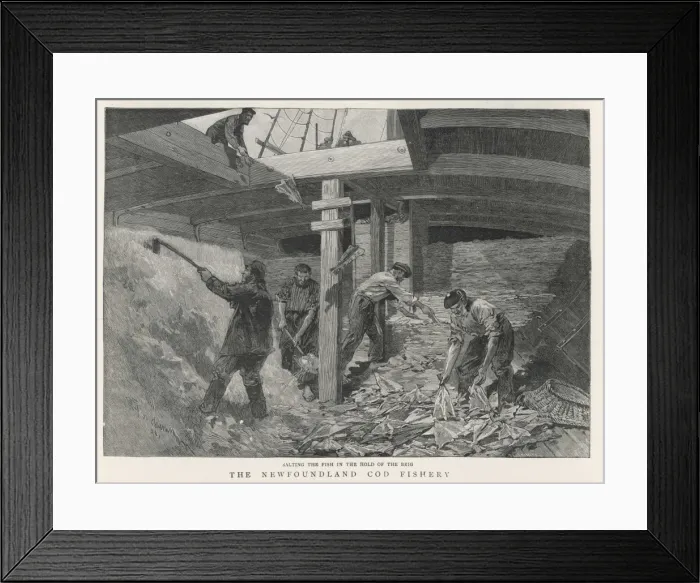 Framed Print : Salting Newfoundland Cod Framed Print : Salting Newfoundland Cod