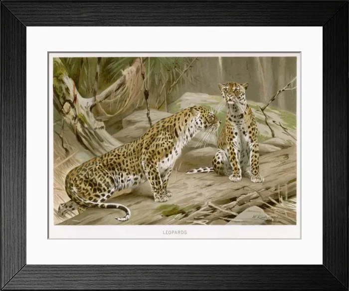 Framed Print : Two Leopards (Kuhnert) Framed Print : Two Leopards (Kuhnert)