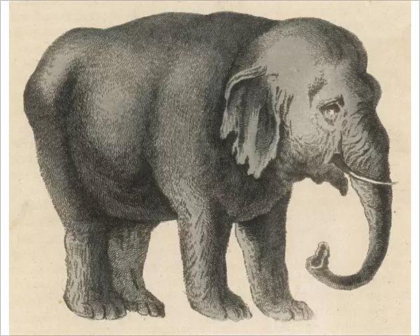 Elephant  /  Indian 19C